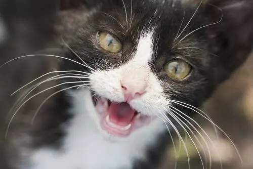 кошачьи зубы кошачьи зубы