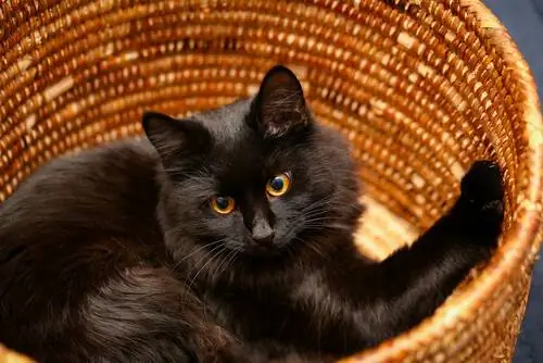 кошачья кровать