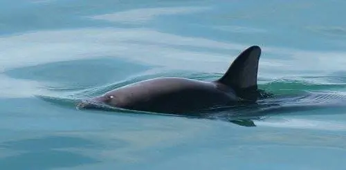 Планы восстановления Vaquita терпят неудачу