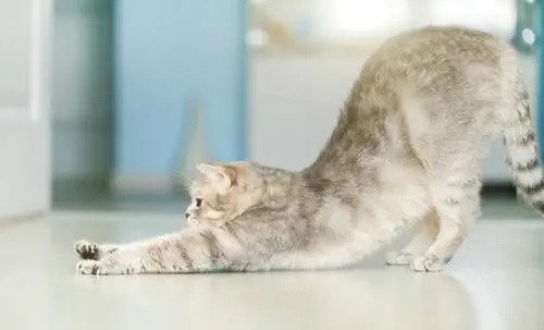 кошка тренируется