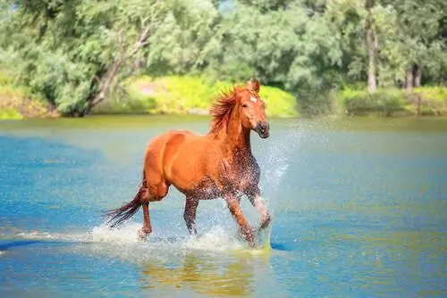 Верховая езда в воде
