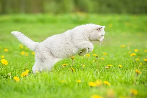 почему кошки охотятся