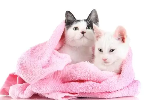 банные кошки банные кошки