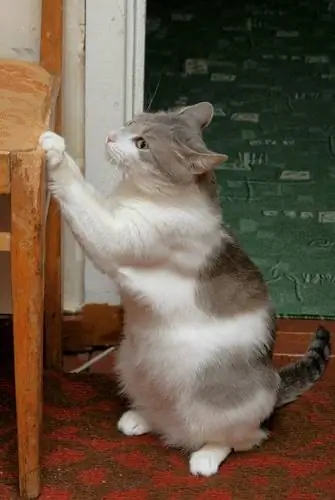 кошка 2