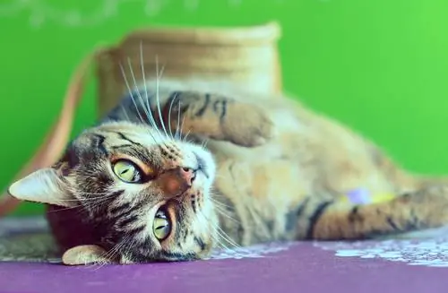 кошка лицом вверх