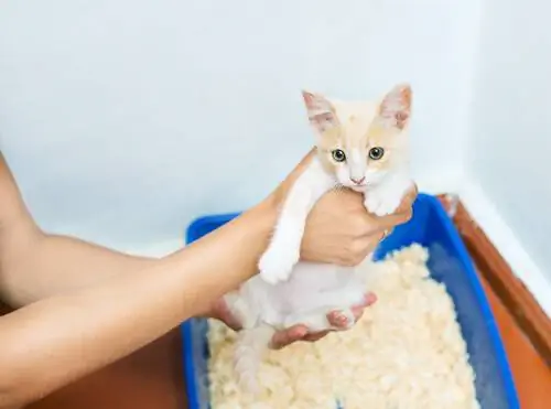 кошачий туалет кошачий туалет