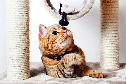 Не можете купить когтеточку для кошки? сделай один! Не можете купить когтеточку для кошки? сделай один!