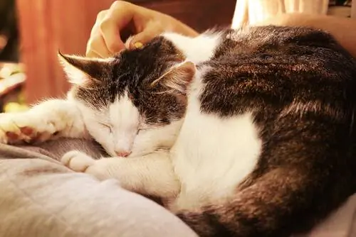 3 лучших способа погладить кошку