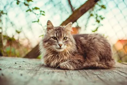 взять кошку