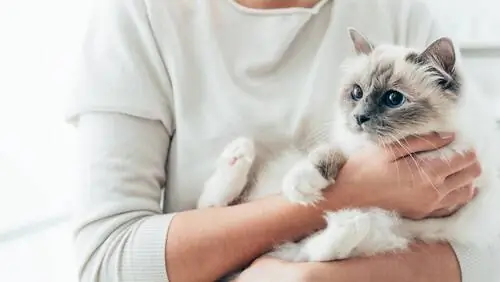 Как заставить кошку полюбить меня?