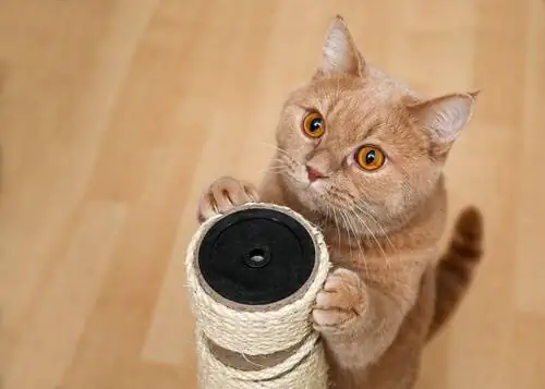 кошка с когтеточкой