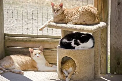 Кошки на когтеточке