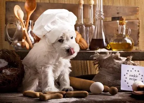 Три рецепта диеты BARF Три рецепта диеты BARF