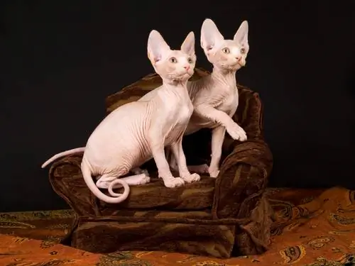 Сфинкс: лысая кошка Сфинкс: лысая кошка
