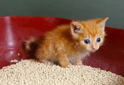 кошачьи отходы кошачьи отходы