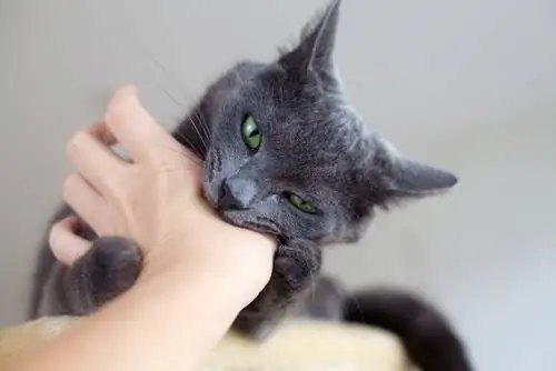 кошка, которая кусается кошка, которая кусается