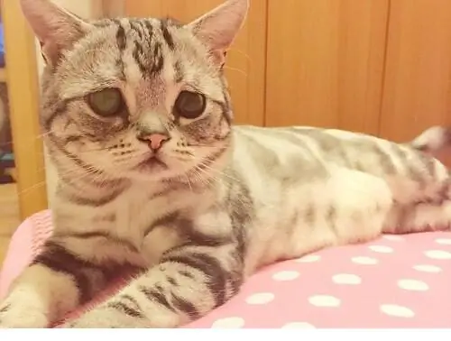 Лулу, котенок с грустным лицом