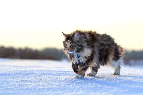 мейн куны