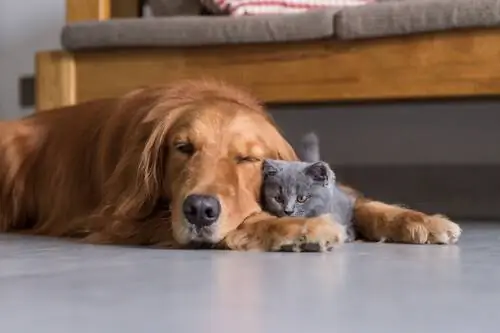 Ухо у кошек и собак Ухо у кошек и собак