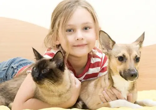 Собака, кошка и девушка Собака, кошка и девушка