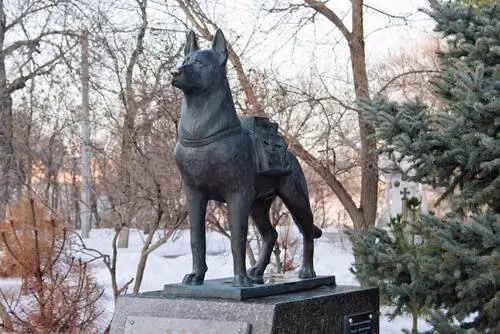 Поиск пород собак и поиск людей