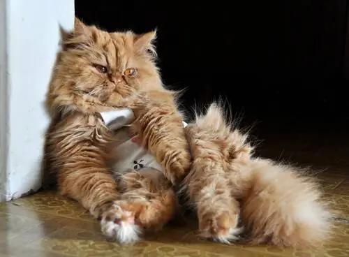 больной кот больной кот