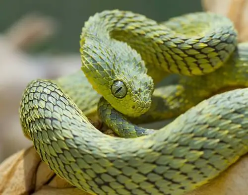 Atheris hispida: змея