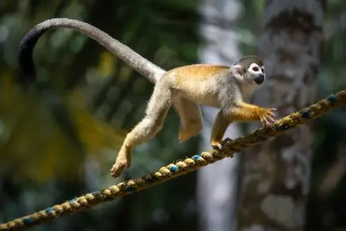 Беличья обезьяна: поведение