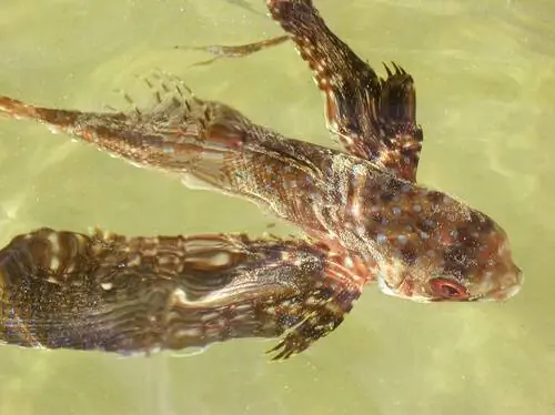 Летучие рыбы: характеристики