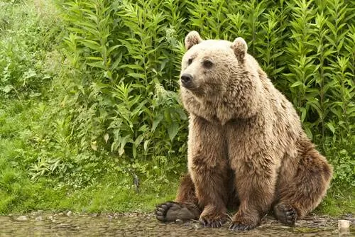 Медведь Кадьяк: Вес Медведь Кадьяк: Вес