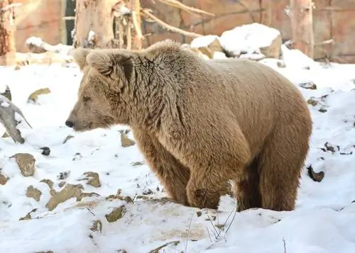 Гималайский бурый медведь Гималайский бурый медведь