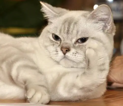 кот рэгдолл