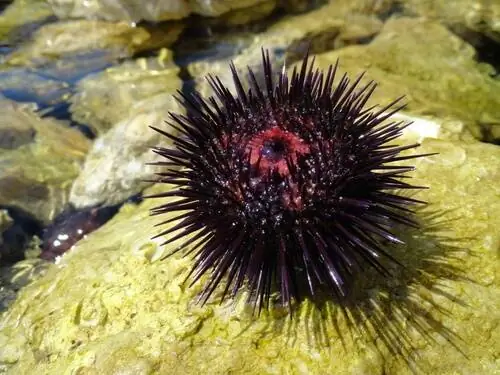 Средство от укуса морского ежа Средство от укуса морского ежа