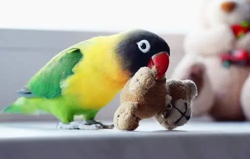 Жизнь с неразлучником