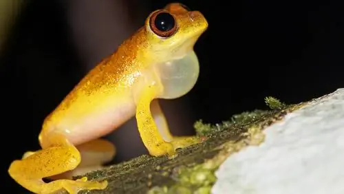 5 земноводных из Южной Америки