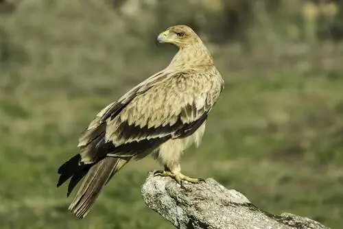 Пиренейский имперский орел или Aquila adalberti Пиренейский имперский орел или Aquila adalberti