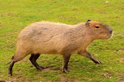5 эндемичных животных Южной Америки