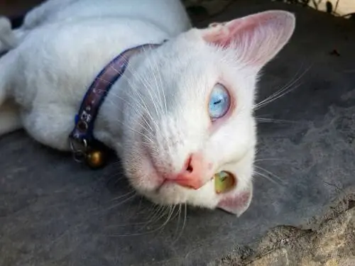 Кошка Као Мани с одним глазом каждого цвета Кошка Као Мани с одним глазом каждого цвета