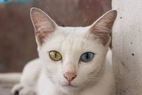 Кошка Као Мани: поведение Кошка Као Мани: поведение