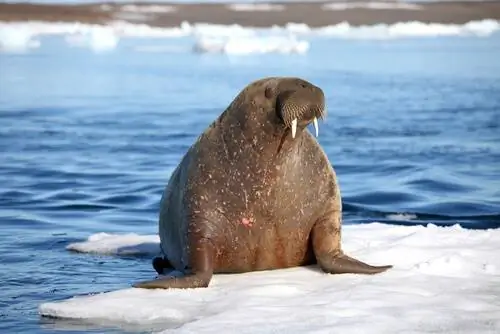 арктический морж арктический морж