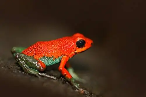 Гранулированная стрелоголовая лягушка (Oophaga granulifera)