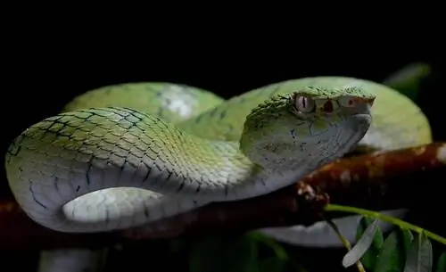 5 самых ядовитых змей