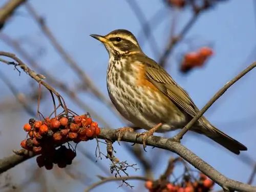 Краснокрылый дрозд (turdus iliacus) Краснокрылый дрозд (turdus iliacus)