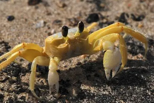 4 вида морских крабов