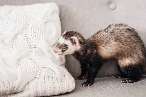 хорек: куница