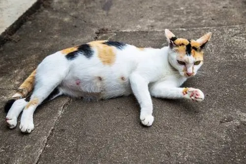 беременная кошка беременная кошка
