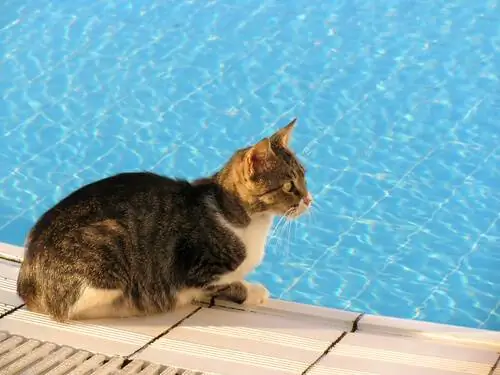 Купание кота летом