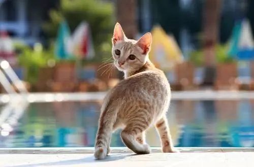 кошка любит купаться