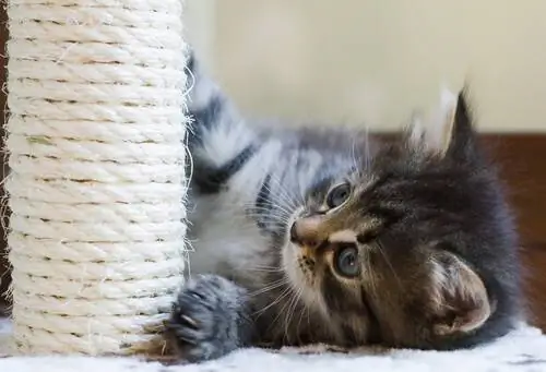 Скребок для кошек Скребок для кошек