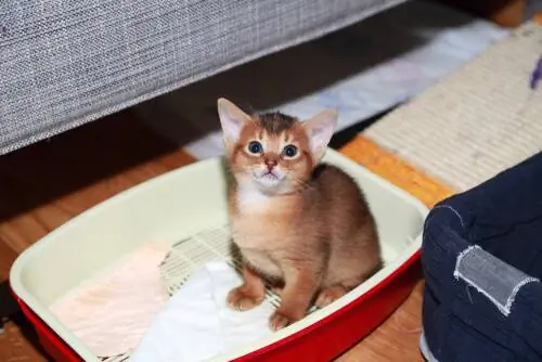кошка учится кошка учится